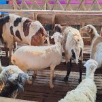 ciri-ciri domba sehat MT Farm
